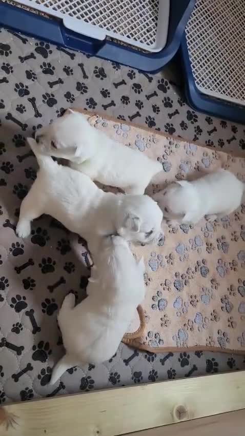 West Highland Terrier dogs for sale: KC Regist. – 3 Gorgeous Boys, Excellent Pedigree  - Video 1