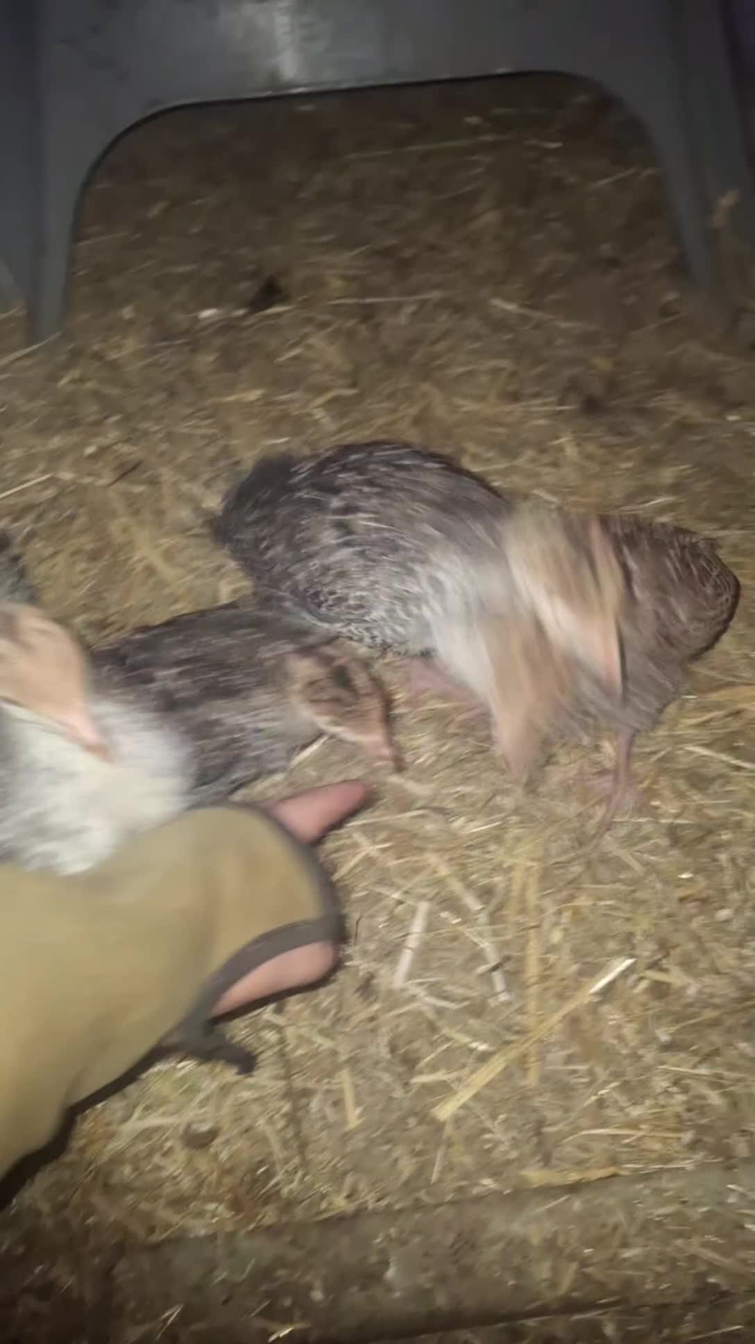 Turkeys poultry for sale: Turkey poults  in Llanymynech - Video 1