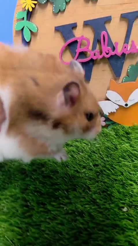 Hamster rodents for sale: Syrian Hamster Babies Male Female Well Handled   - Video 2
