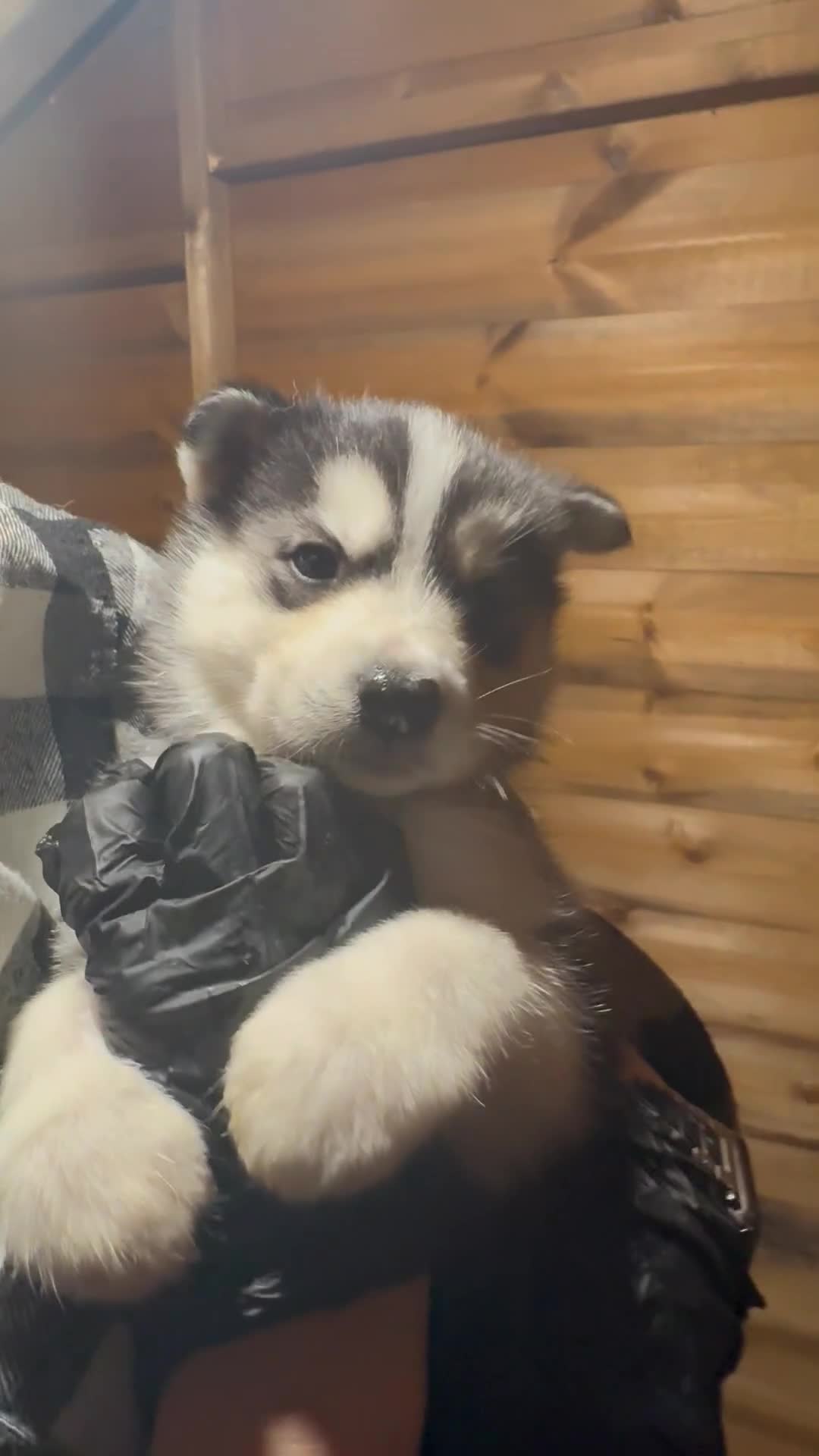 Siberian Husky dogs for sale: 6 pure breed husky pups  - Video 1