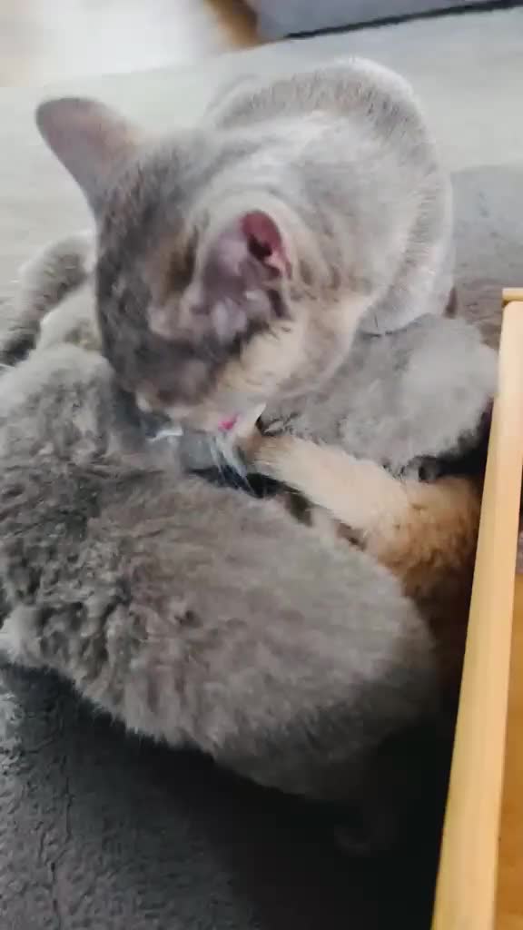 British Shorthair cats for sale: Beautiful British Shorthair kittens  - Video 1