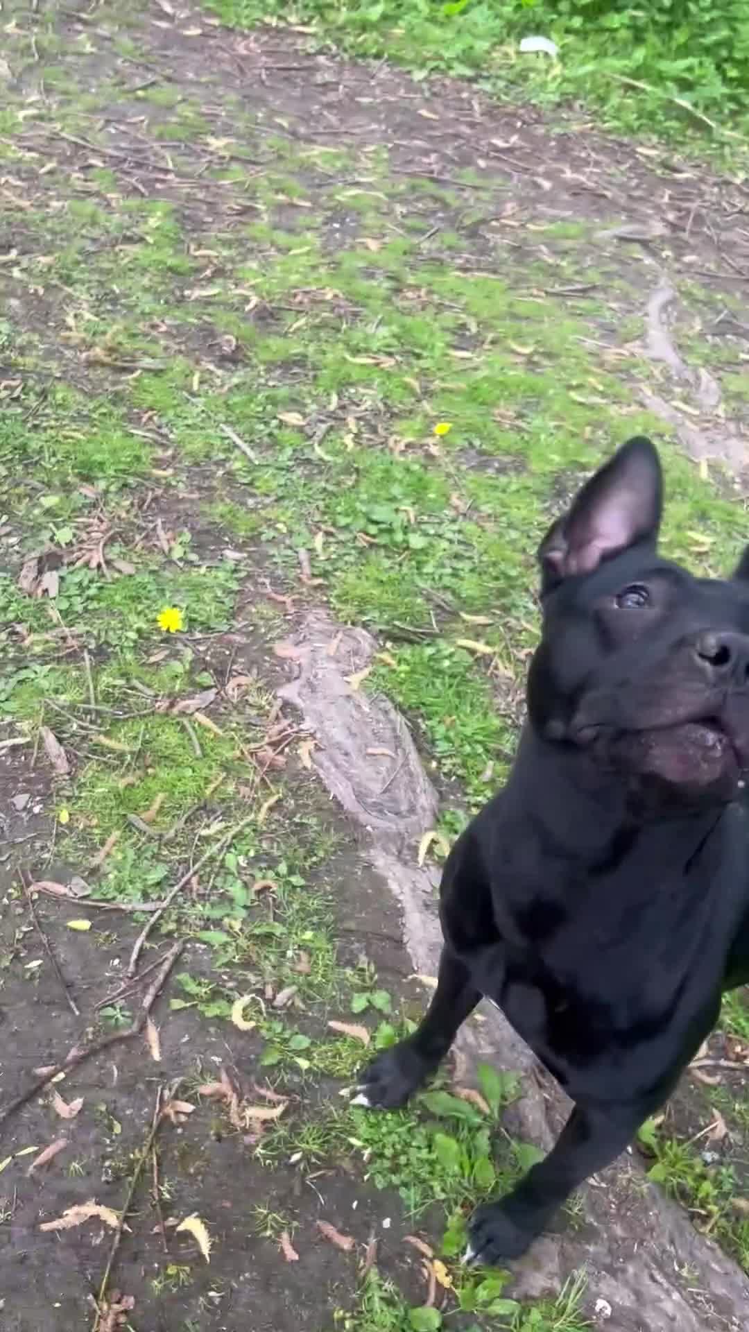 Mixed Breed dogs for stud: Dutch shepherd cross  in Welwyn Garden City - Video 1