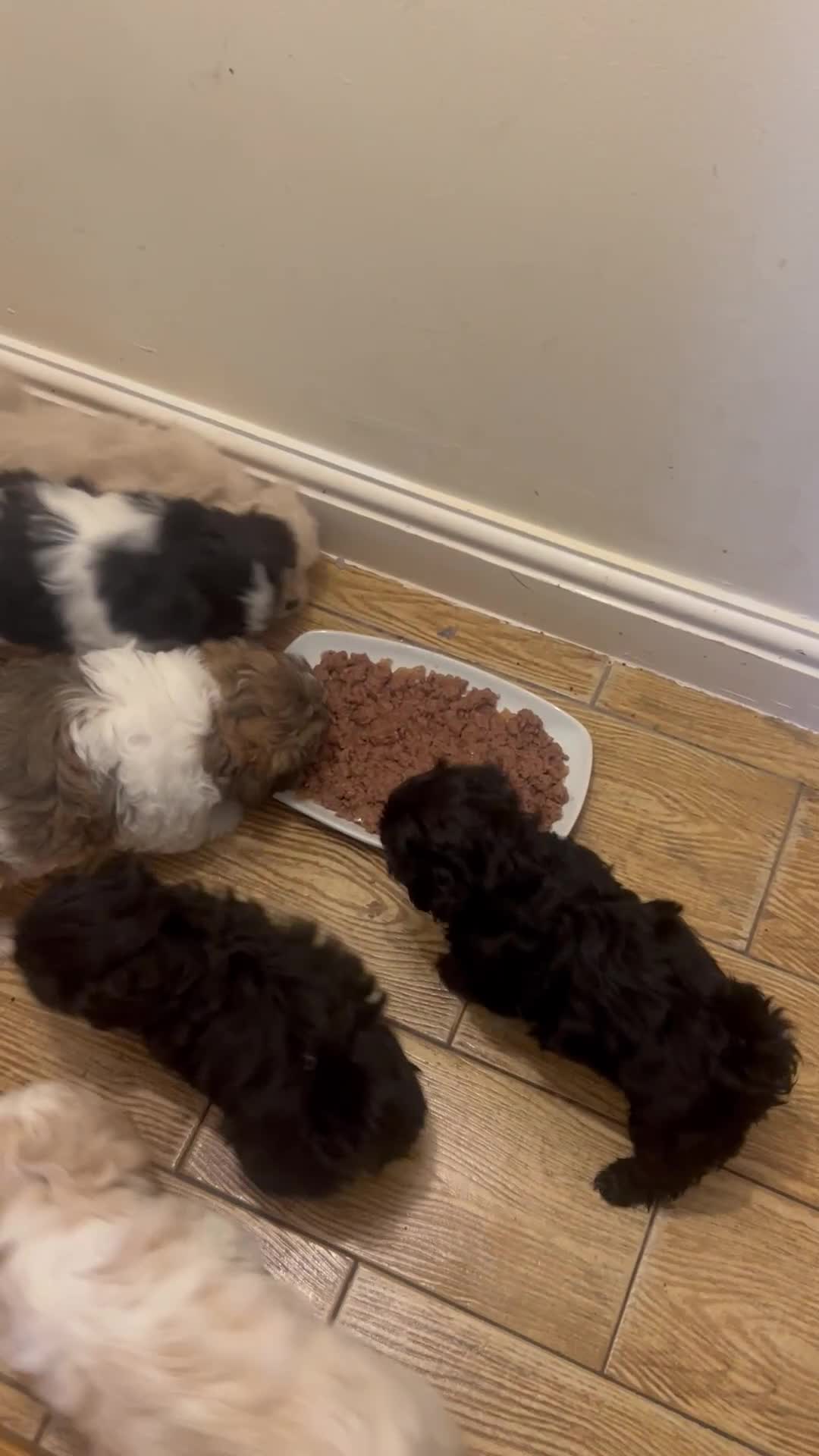 Shihpoo dogs for sale: Shihpoo puppies - Video 1