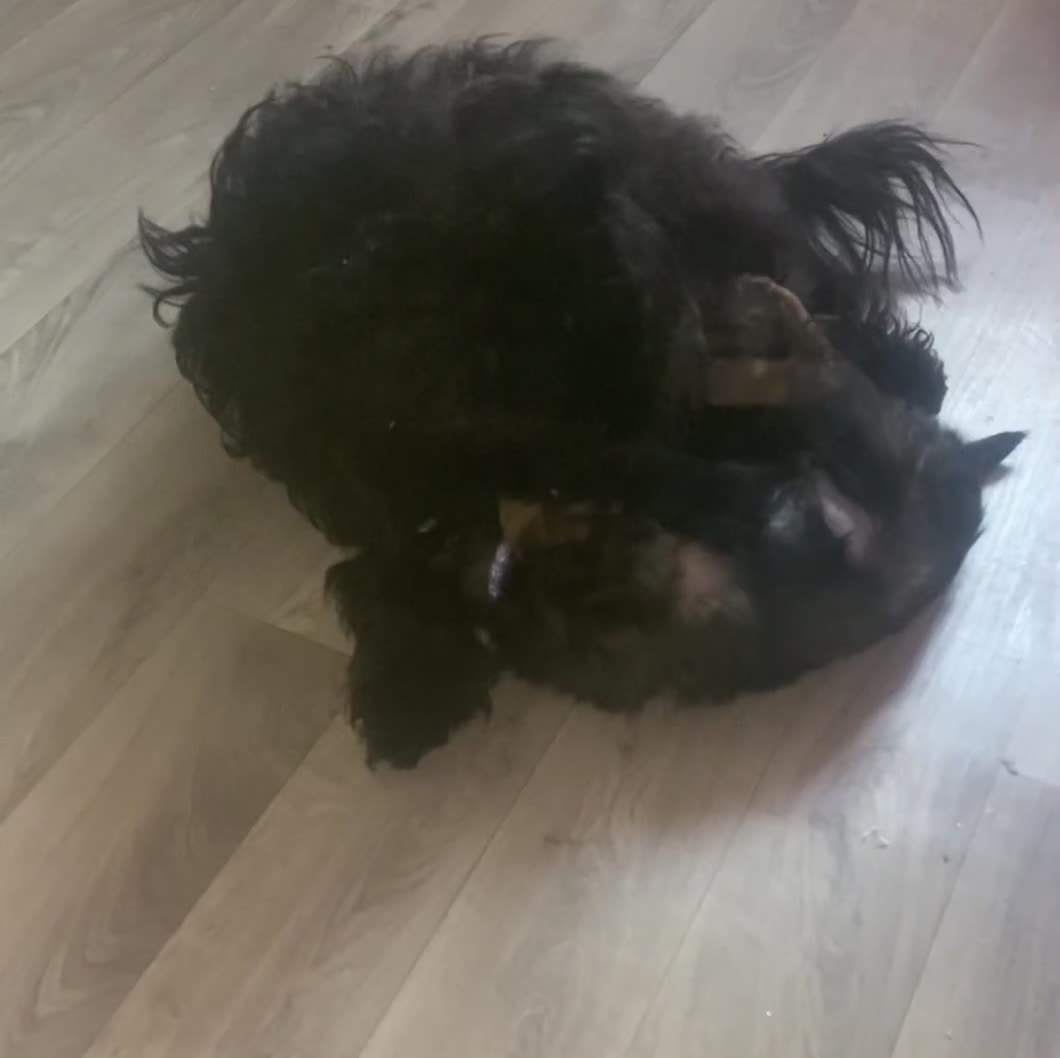 Mixed Breed dogs for sale: adorable puppies are now ready for new homes - Video 2