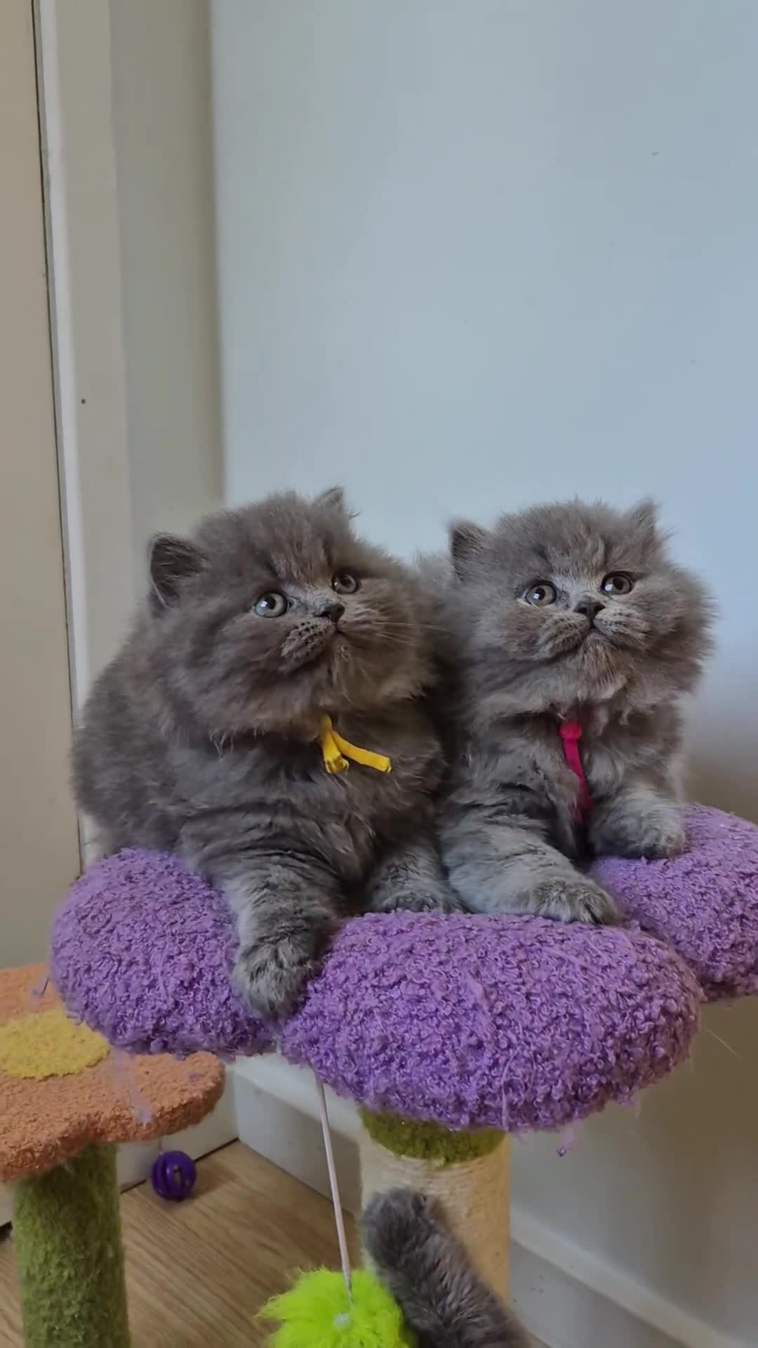 British Shorthair cats for sale: GCCF Registered British Sh & Lh Kittens - Champion - Video 1