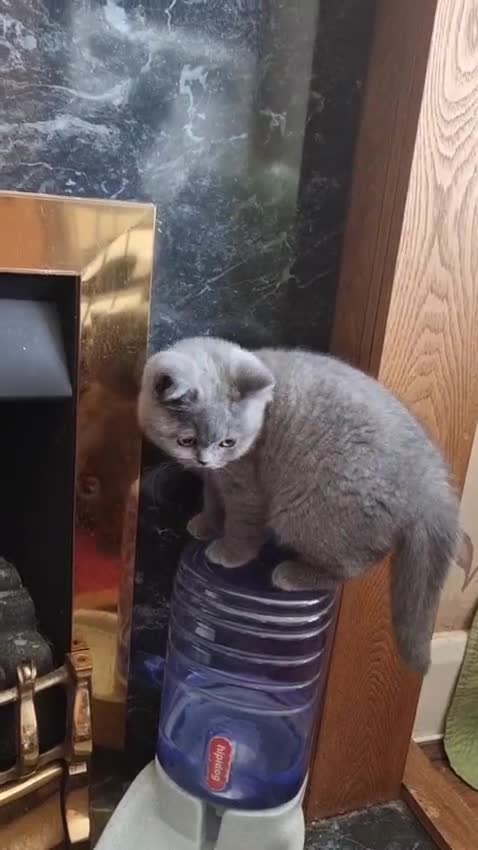British Shorthair cats for sale: 3 Left Blue BSH Kittens Healthy GCCF Pedigree  - Video 3