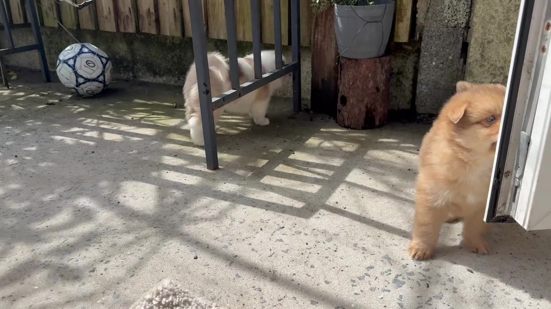Pomsky dogs for sale: Our rare little boy is ready to find his new home  in Swansea - Video 1