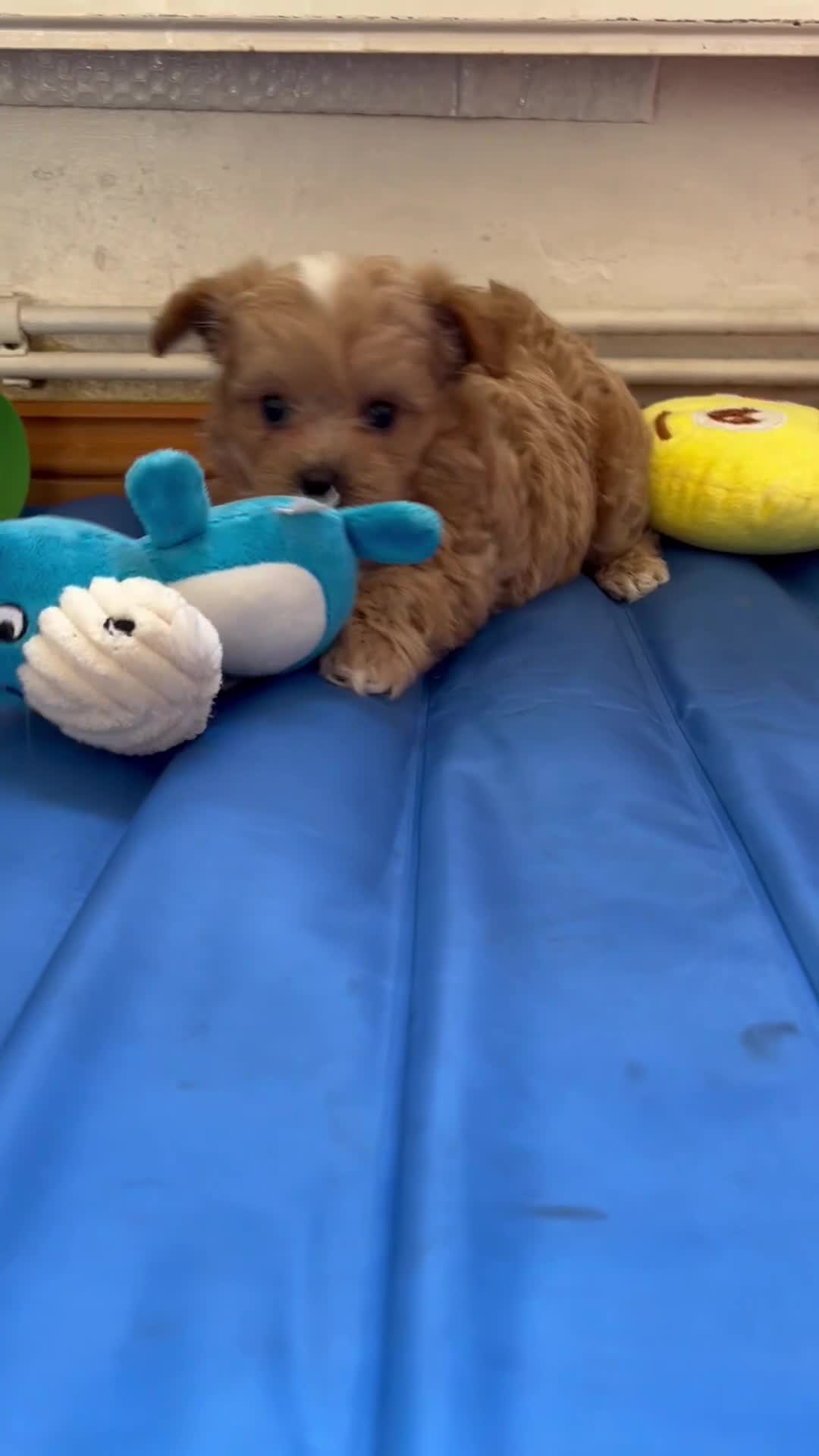 Maltipoo dogs for sale: 1 BOY LEFT (Stormi) RARE F1B Maltipoo Puppies - Video 2