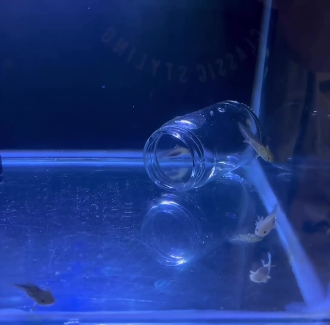 Axolotl reptiles for sale: Tank ready juvenile axolotls - Video 2