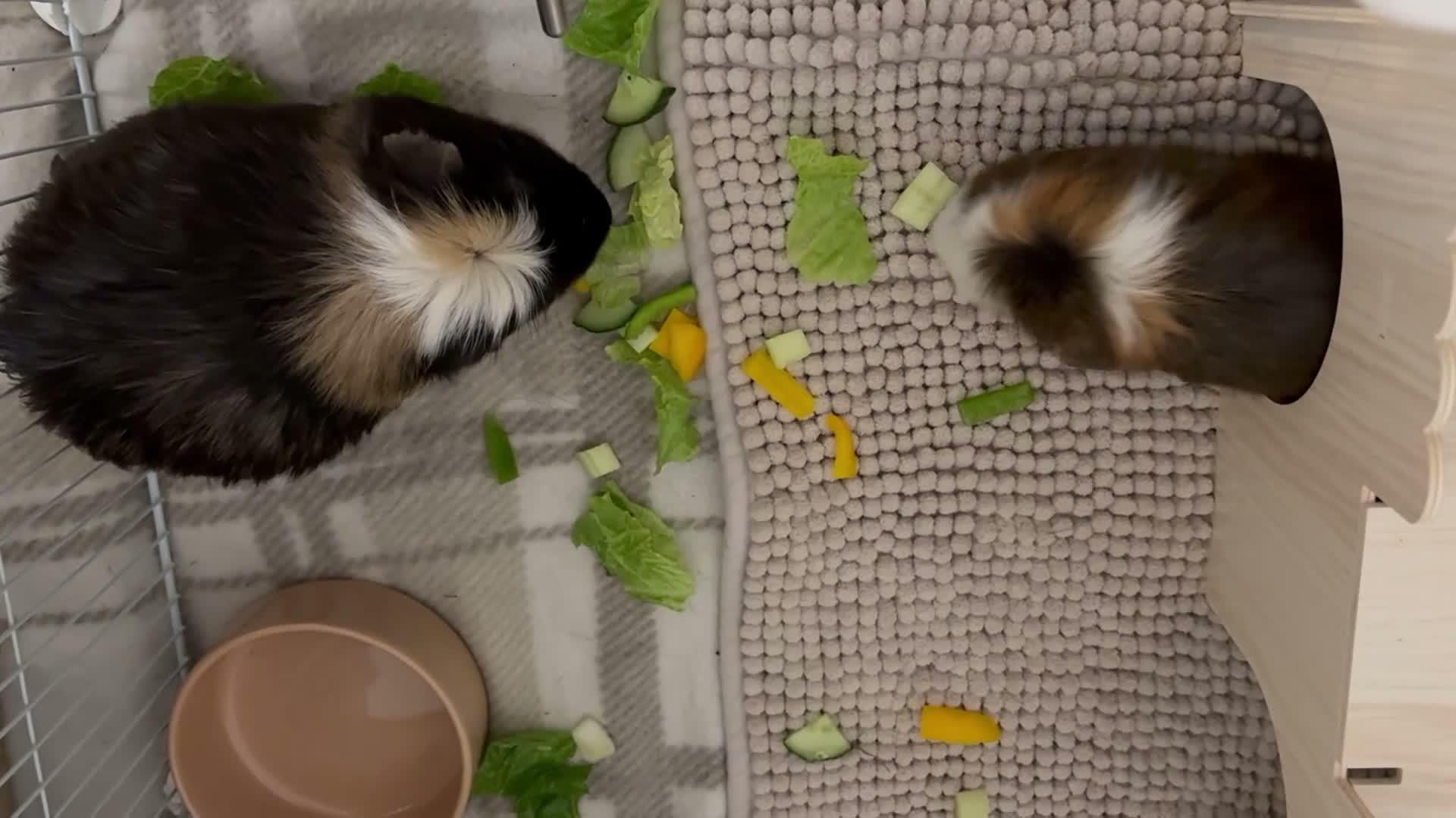 Guinea Pig rodents for sale: 2 Male Guinea Pigs For Sale - Video 1