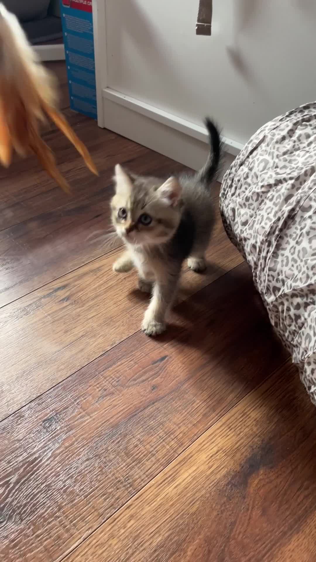 Scottish Fold cats for sale: Beautiful litter Scottish fold ready to new 🏠 ❤️ - Video 1