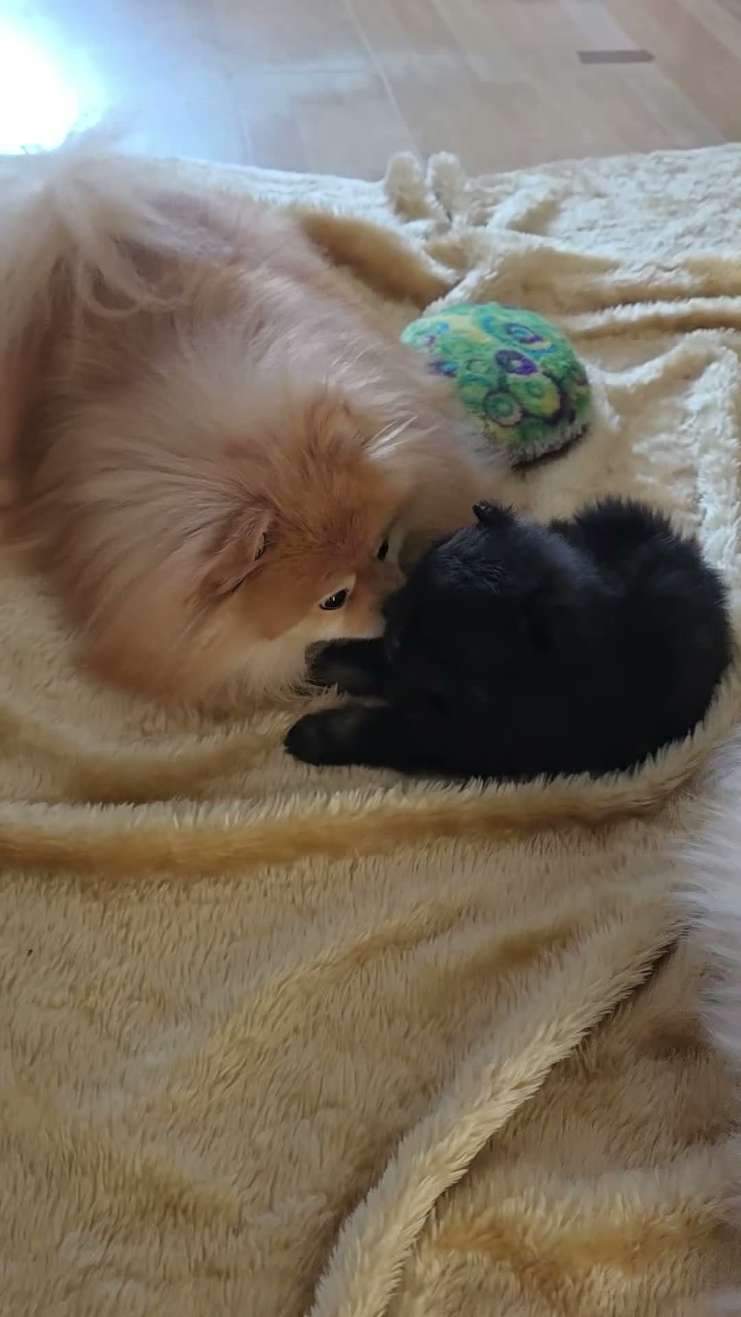 Pomeranian dogs for sale: Beautiful KC Registered Pomeranian Puppies - Video 2