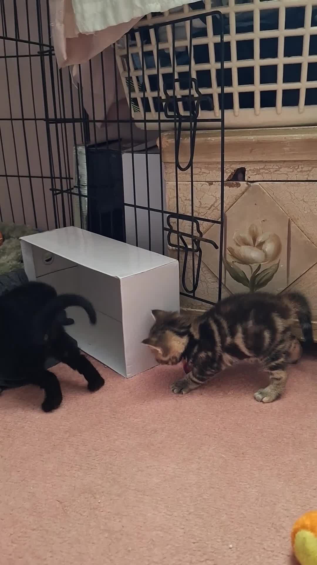 Domestic Shorthair cats for sale: ✨️ Beautiful 2 kittens 🩷🩵 Ready for homes now ✨️ - Video 2