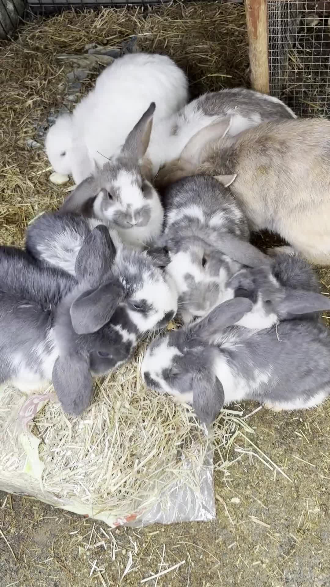 French Lop rabbits for sale: 9 Mixed Family of rabbits, Holland Lop - Video 1