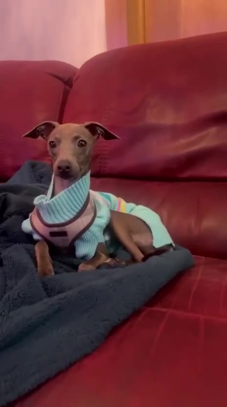 Italian Greyhound dogs for sale: Italian greyhound puppies  - Video 2
