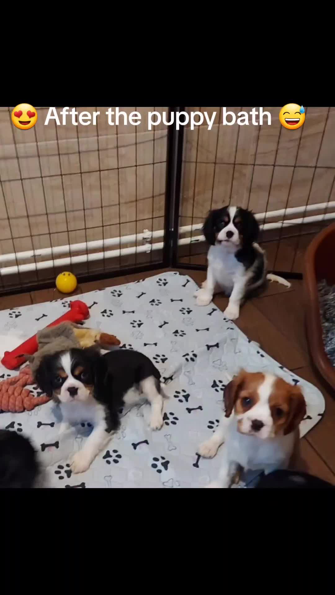 Cavalier King Charles Spaniel dogs for sale: GREAT QUALITY CKCS PUPPIES ( DWKC REGISTERED)/DNA - Video 3