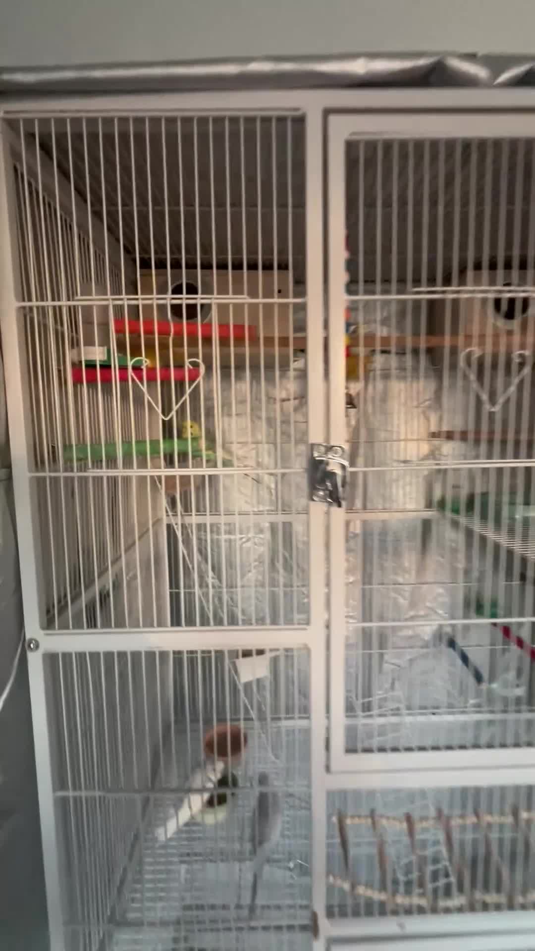 Budgerigars birds for sale: 6 Beautiful Budgies for Sale Including Cage & Food in Stevenage - Video 1