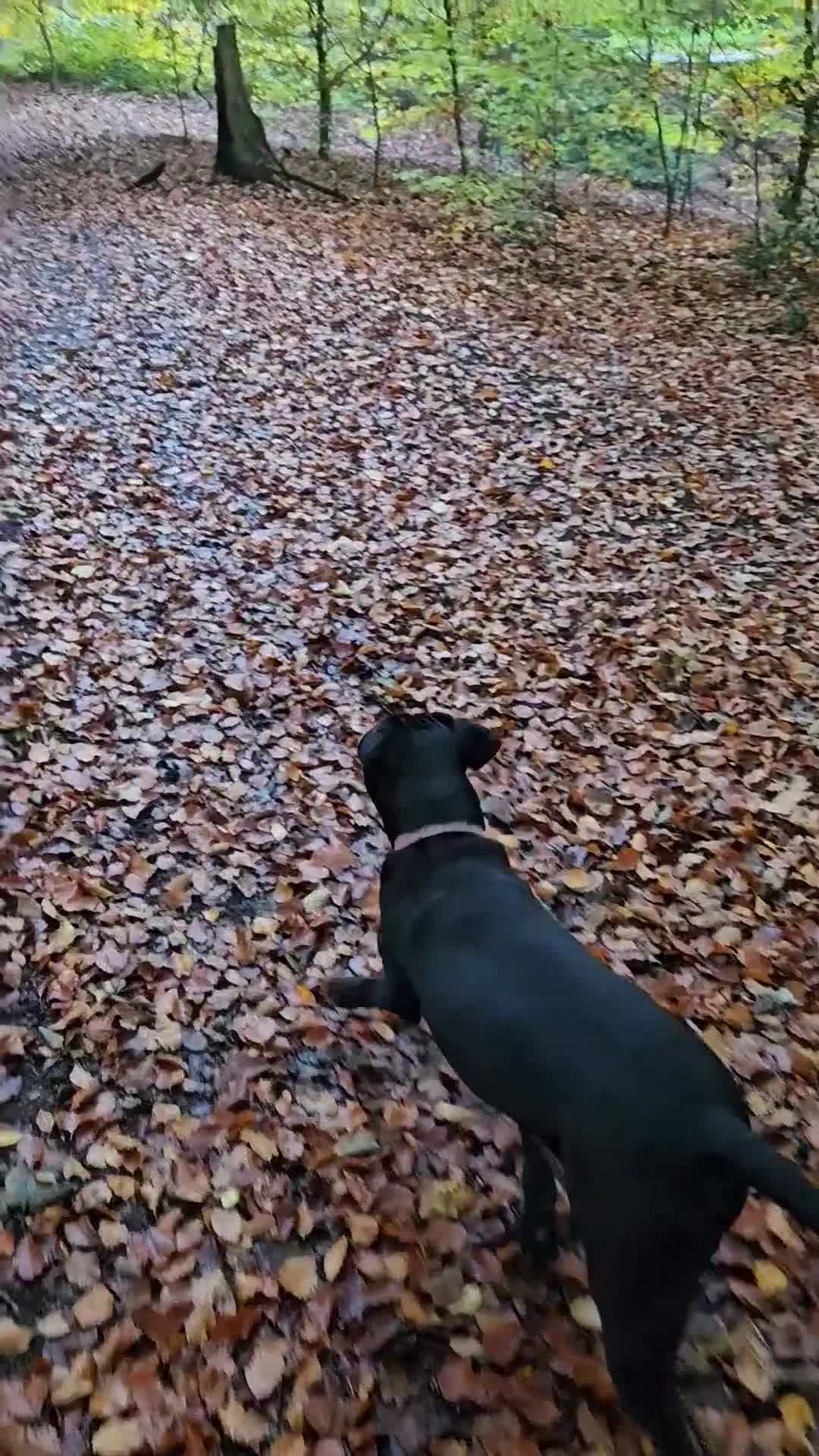 Mixed Breed dogs for sale: 9 month old black lab x staffy mix - Video 1