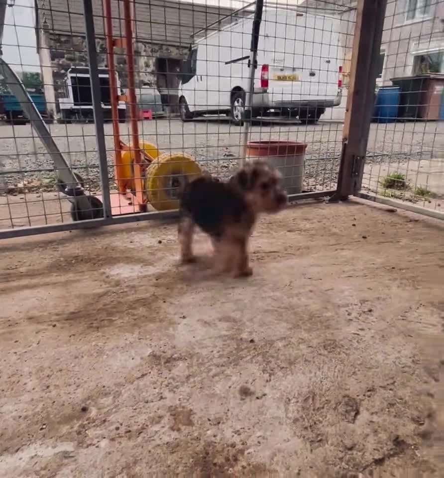 Lakeland Terrier dogs for sale: Lakeland terrier puppies - Video 2
