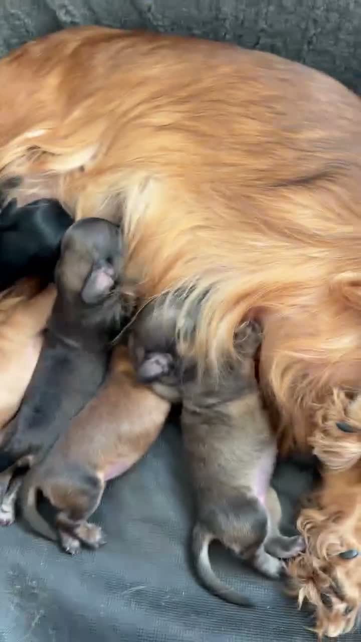 Miniature Dachshund dogs for sale: Beautiful Long-Haired Miniature Dachshund Puppies - Video 1