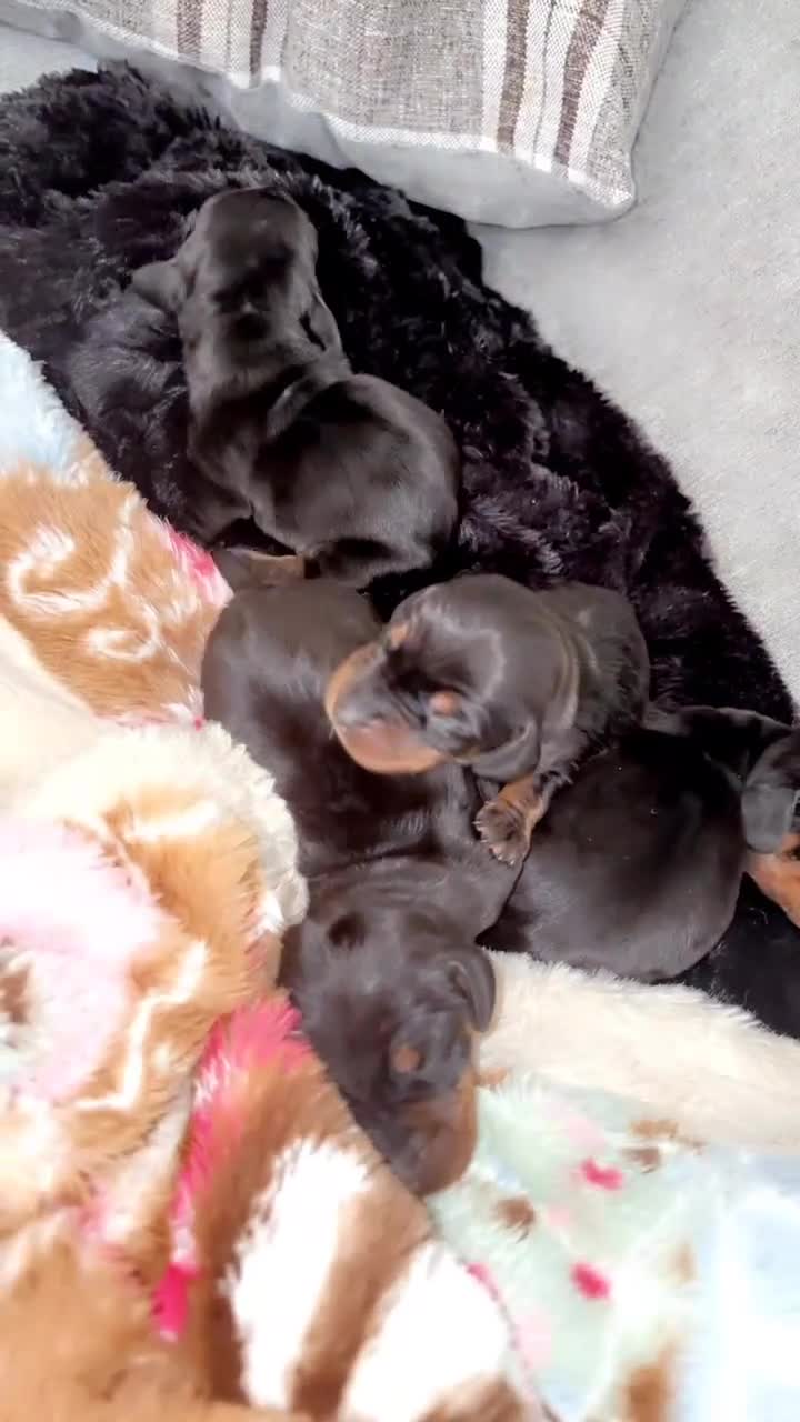 Miniature Dachshund dogs for sale: 6 smooth haired miniature dachshunds! - Video 4
