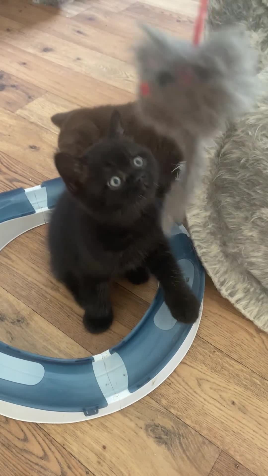 British Shorthair cats for sale: Black British Shorthair male  - Video 2