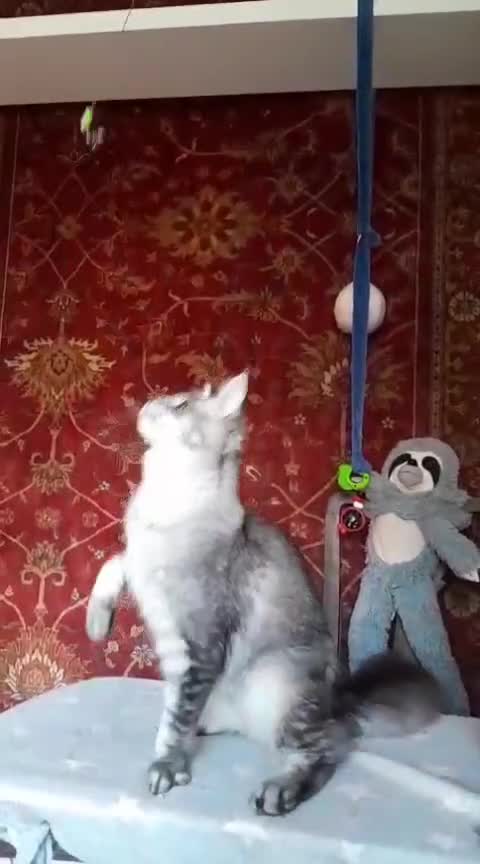 Maine Coon cats for sale: Black silver mackerel poly Girls TICA maine coon - Video 4