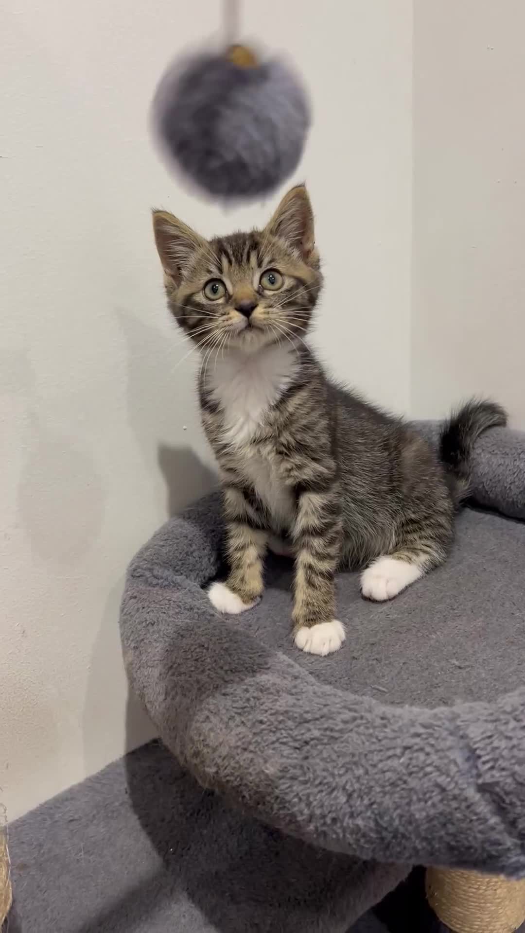 Mixed Breed cats for sale: 1 beautiful kitten  - Video 1