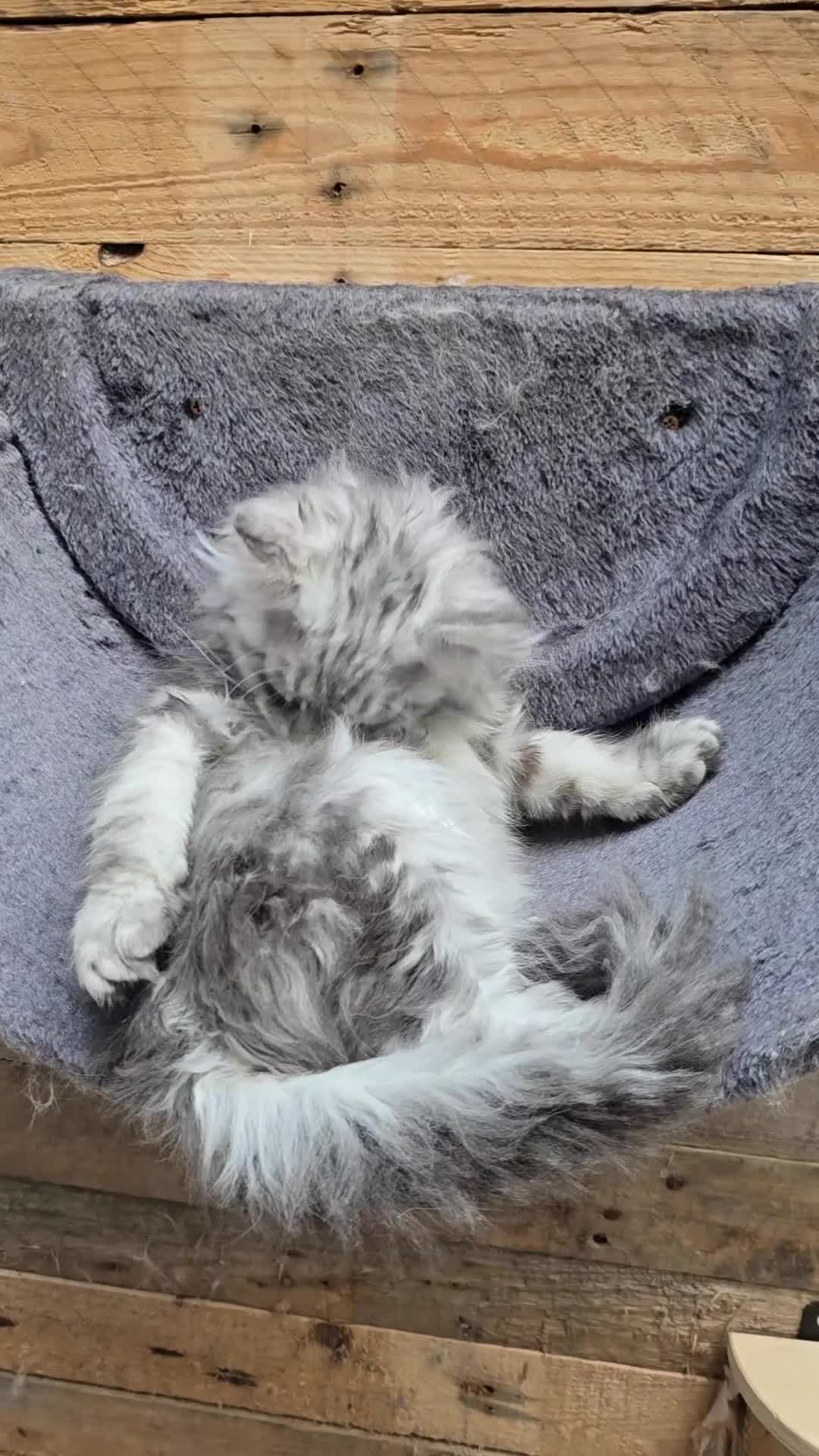 Maine Coon cats for sale: READY NOW Maine Coon Kitten Russian/Shaded lines in Hull - Video 1
