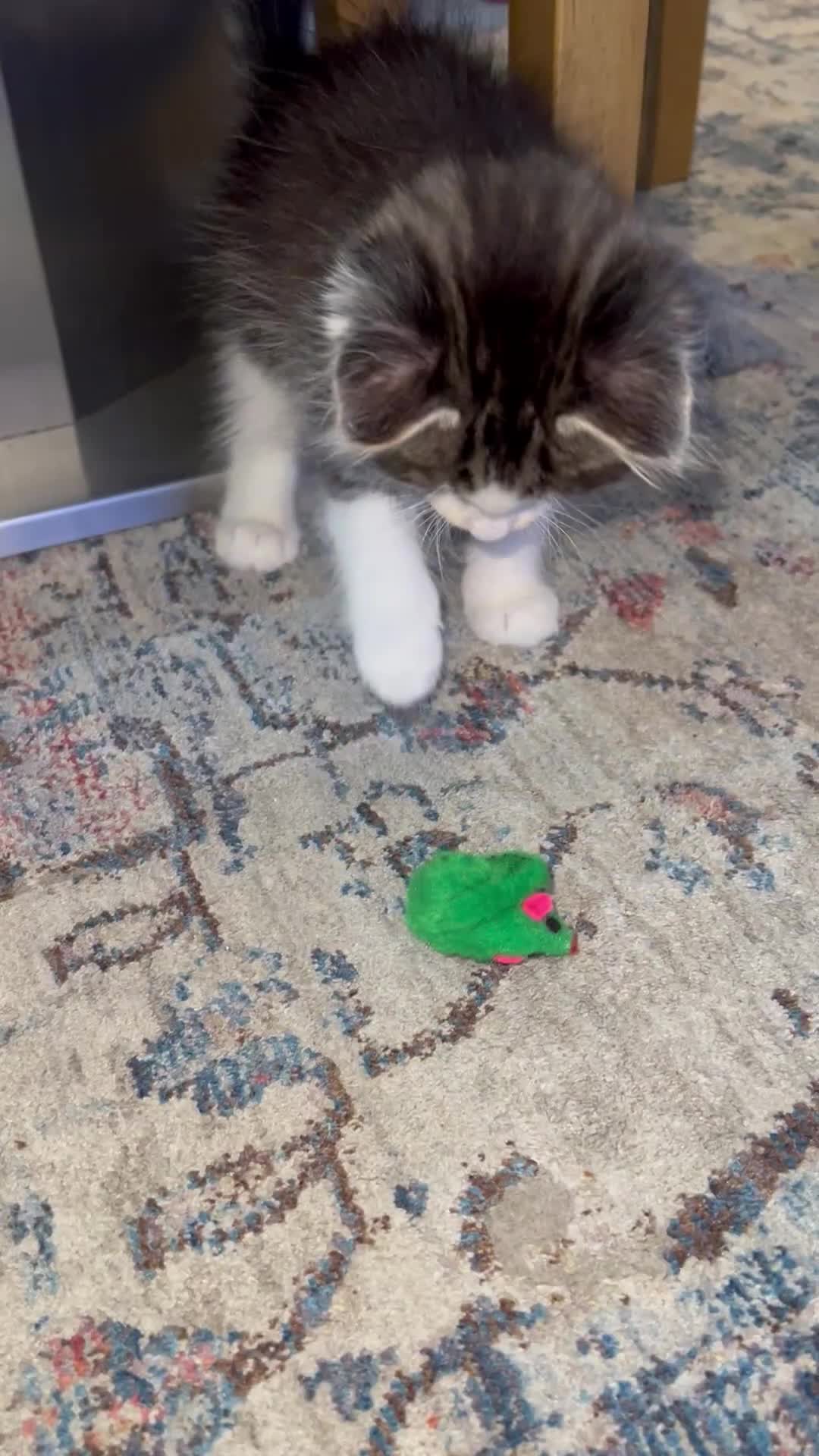 British Shorthair cats for sale: Meet Minnie 🧸🎀 - Video 2