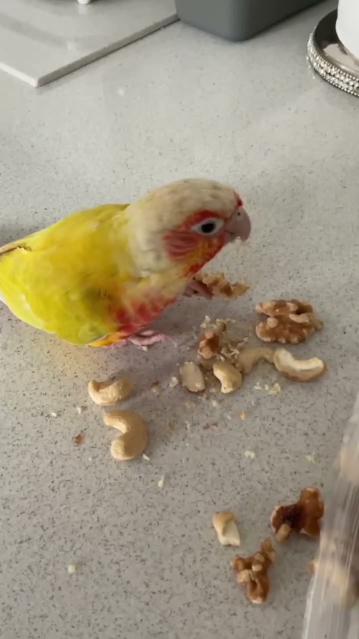 Conures birds for sale: Conure maybe 9 months old  in Gillingham - Video 1