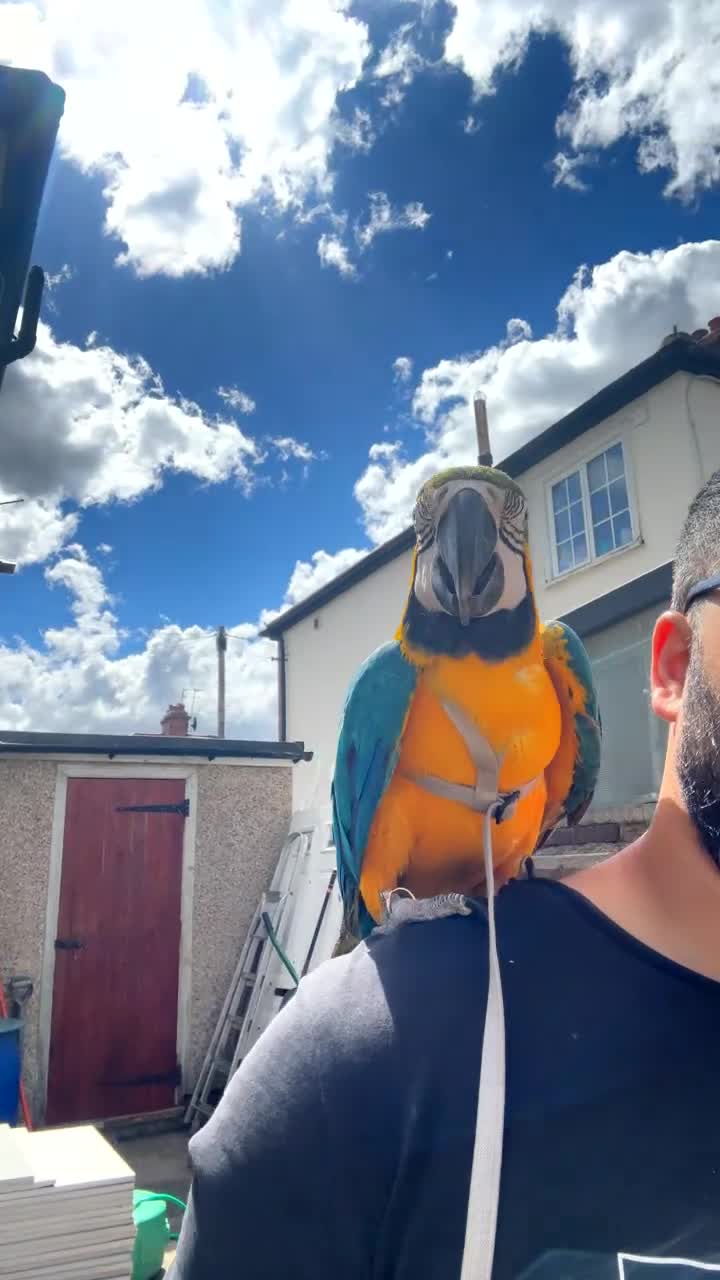 Macaws birds for sale: Blue & Gold Macaw – 12 Months Old Hand-Reared - Video 5