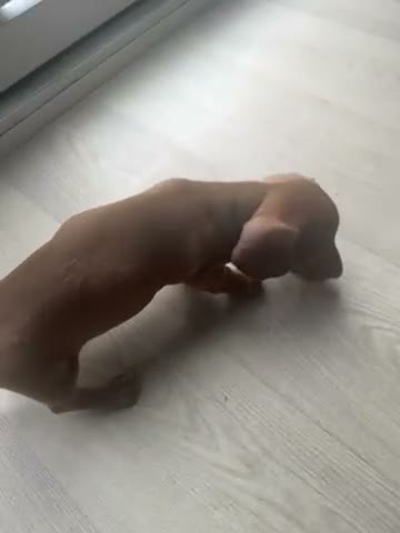 Miniature Dachshund dogs for sale: Dachund babies  - Video 5