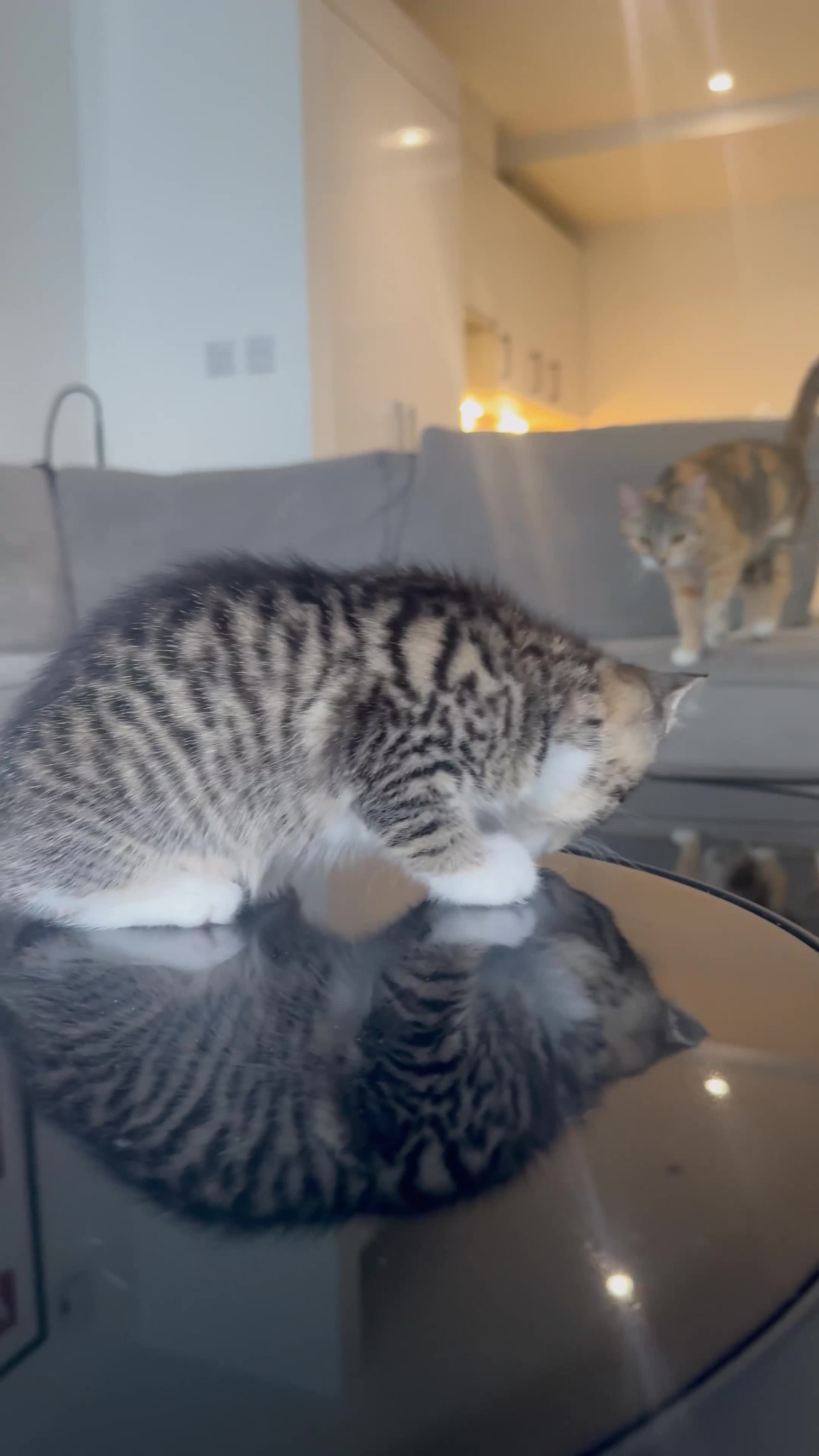 Mixed Breed cats for sale: Mixed Ragdoll / Tabby Adorable Kittens  - Video 1