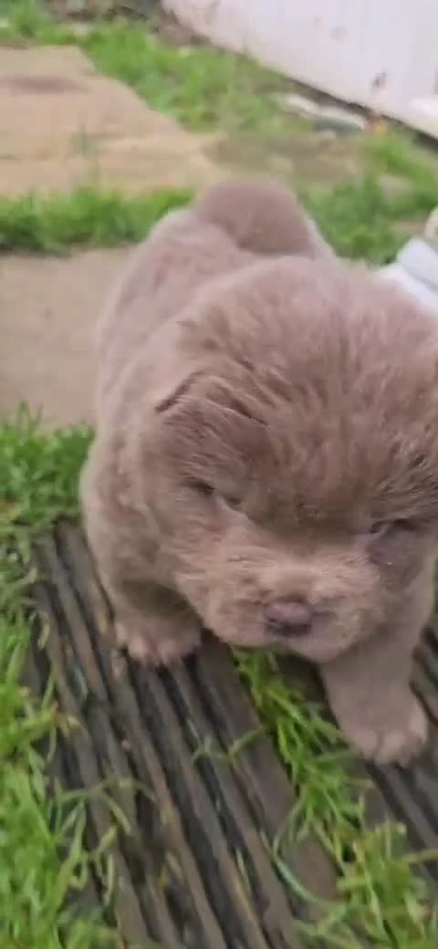 Chow Chow dogs for sale: Chow Chow Male Puppy Kc Reg - Video 2