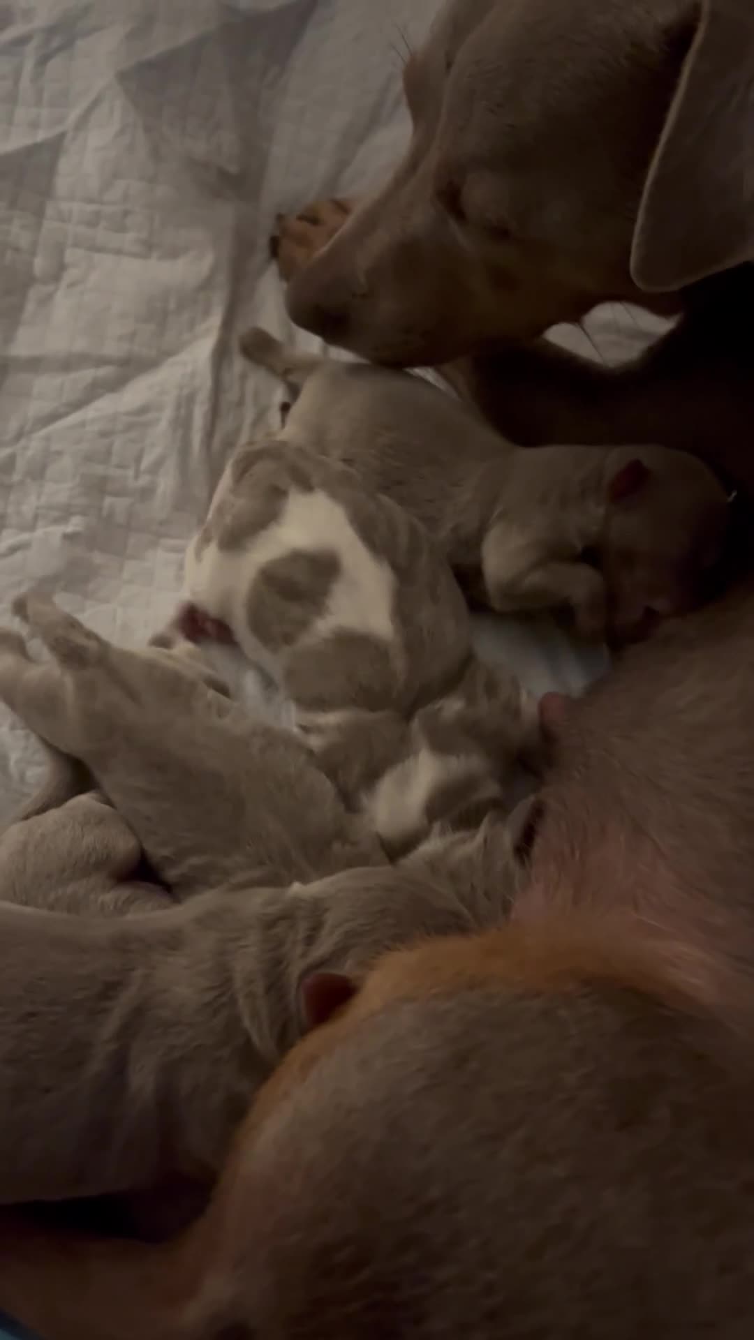 Jack Russell dogs for sale: Beautiful litter of lilac jack Russell’s  in Cardiff - Video 1