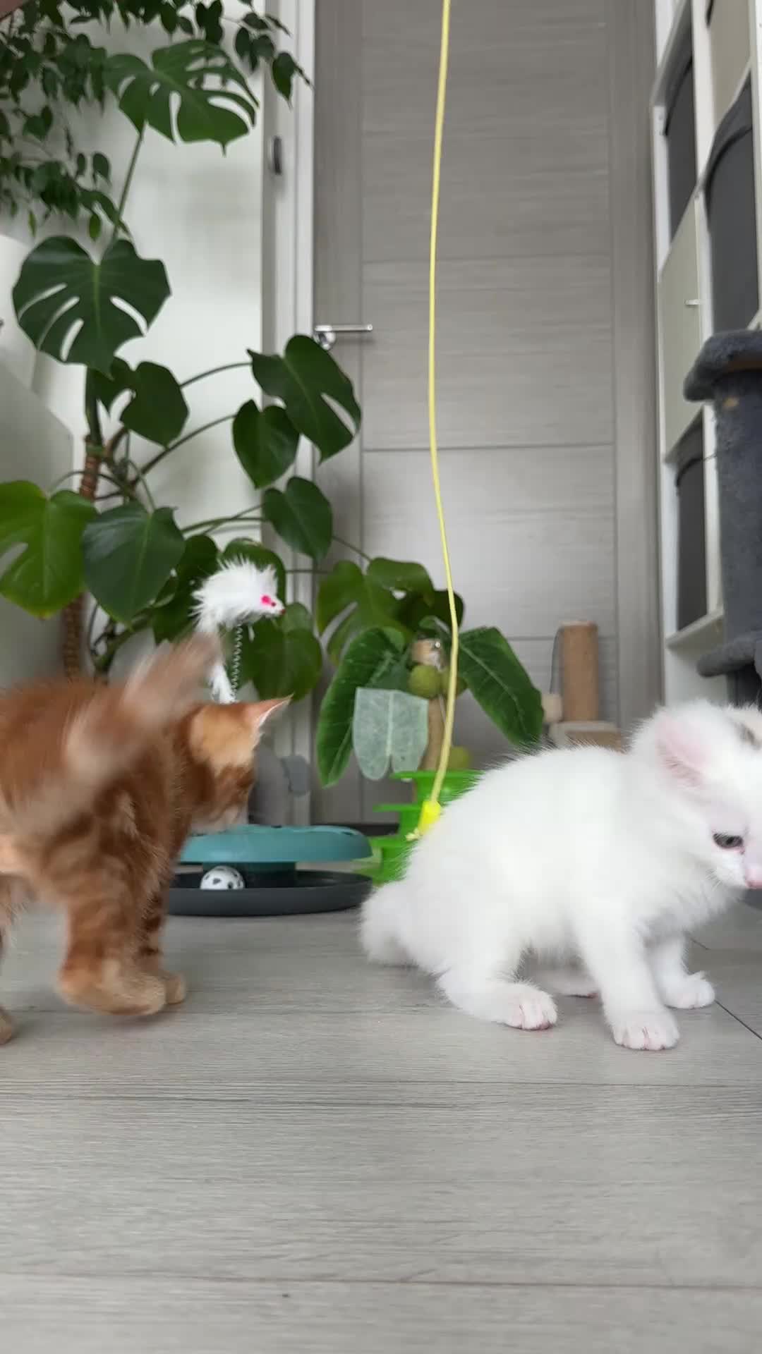 Turkish Angora cats for sale: 3 Adorable Kittens - Video 1
