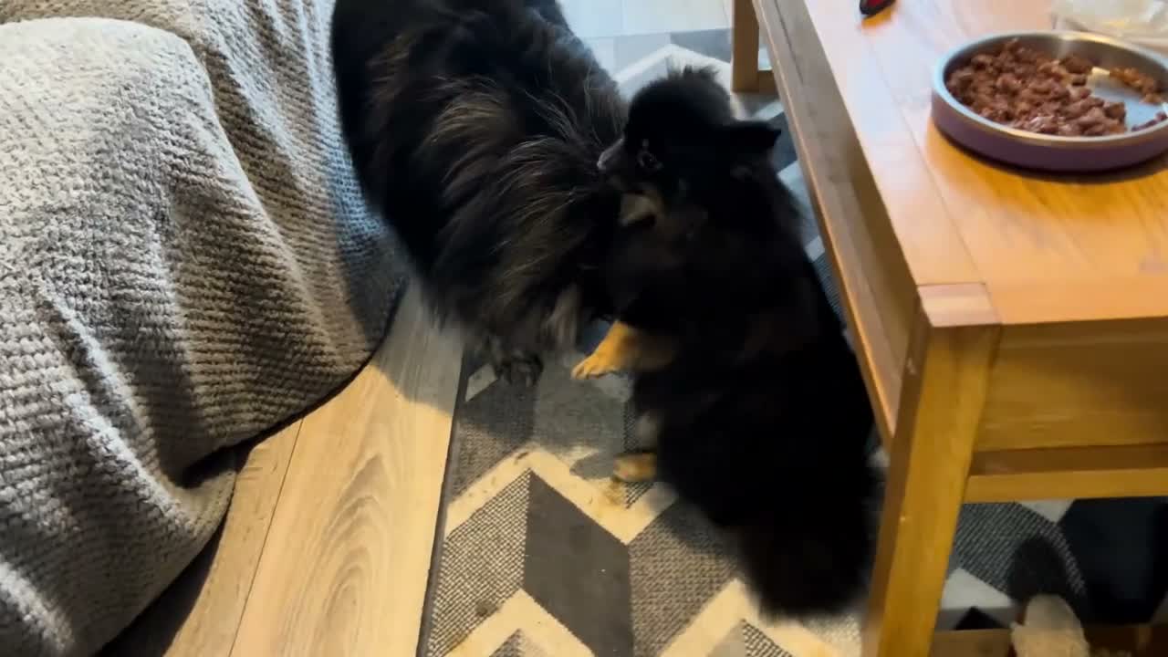 Pomeranian dogs for sale: Black long haired female 8-month Pomeranian  in London - Video 1