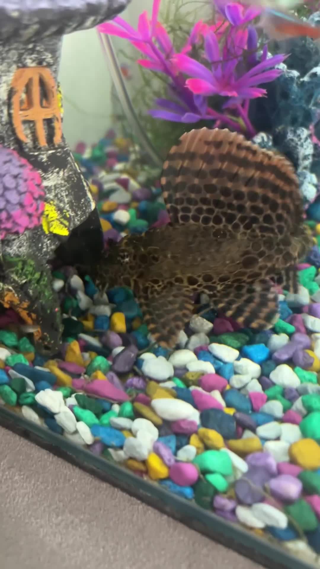 Plecos fish for sale: Large pleco 14cm  - Video 3