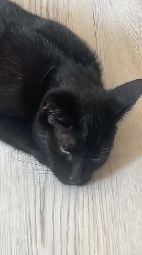 British Shorthair cats for sale: 2x cats for sale (mother and daughter) - Video 2