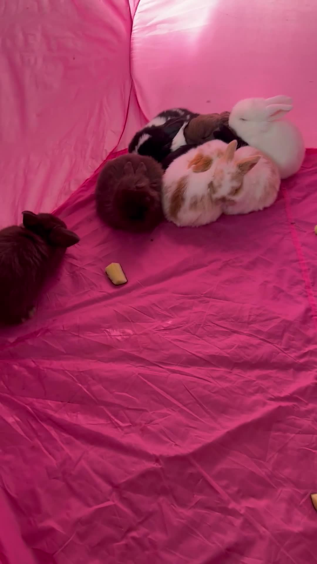 Mini Lop rabbits for sale: Mini lop babies  - Video 3