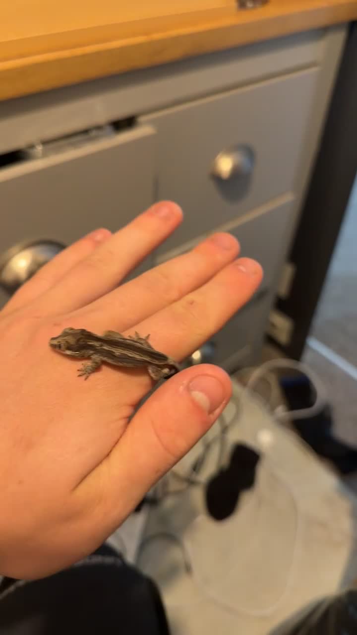 Gecko reptiles for sale: Tame Gargoyle gecko baby with grow out setup £145 - Video 1