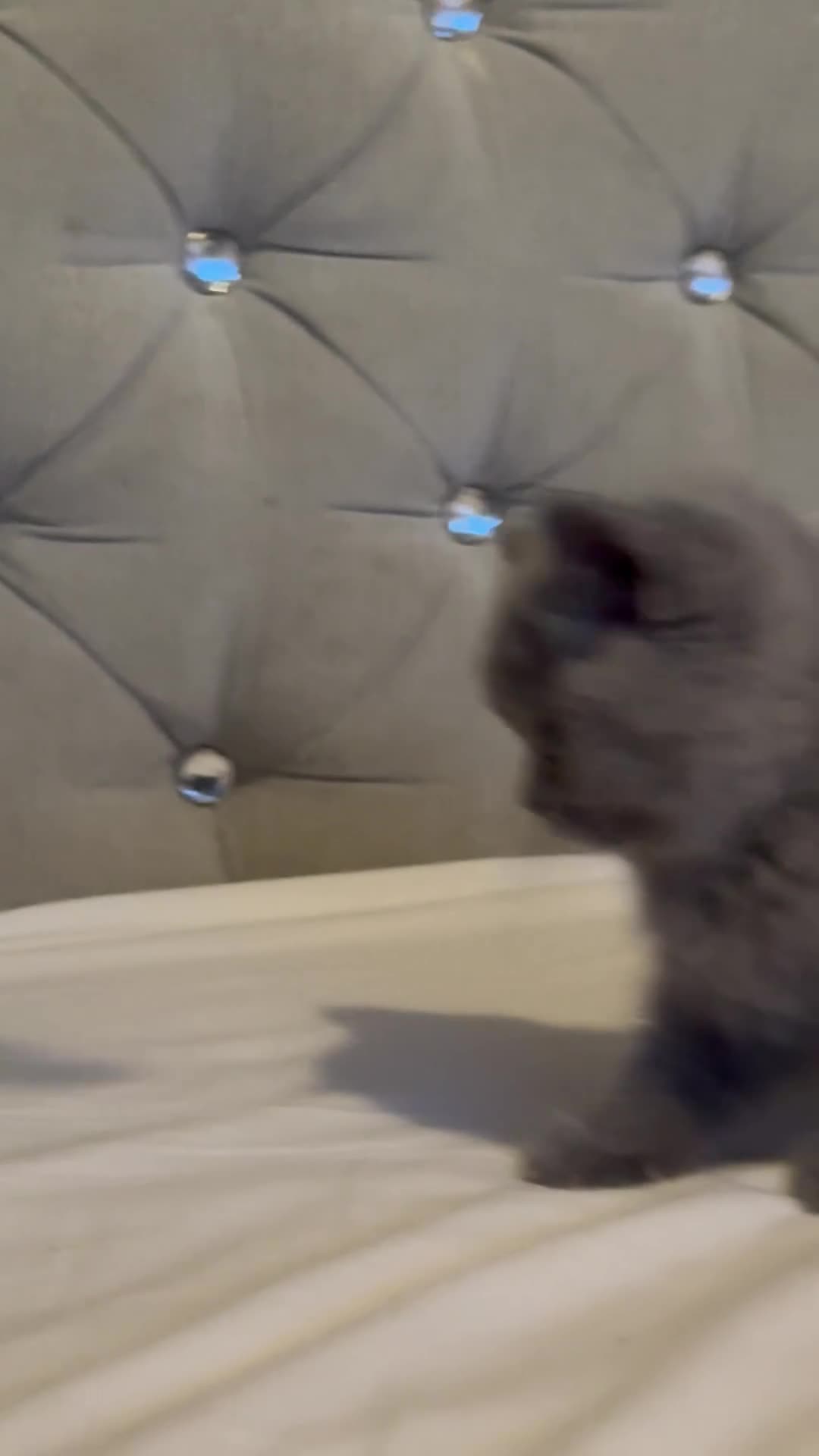 British Shorthair cats for sale: Gorgeous British shorthair kittens🏆🏆 - Video 2