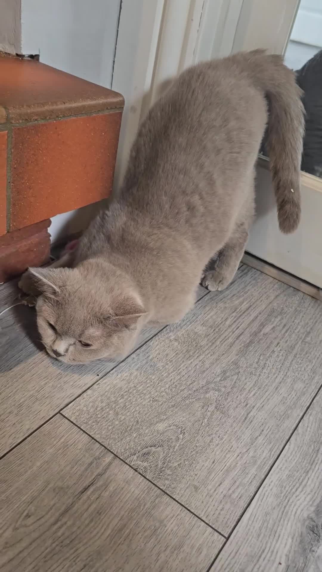 British Shorthair cats for sale: Beautiful lilac british-shorthair girl - Video 1