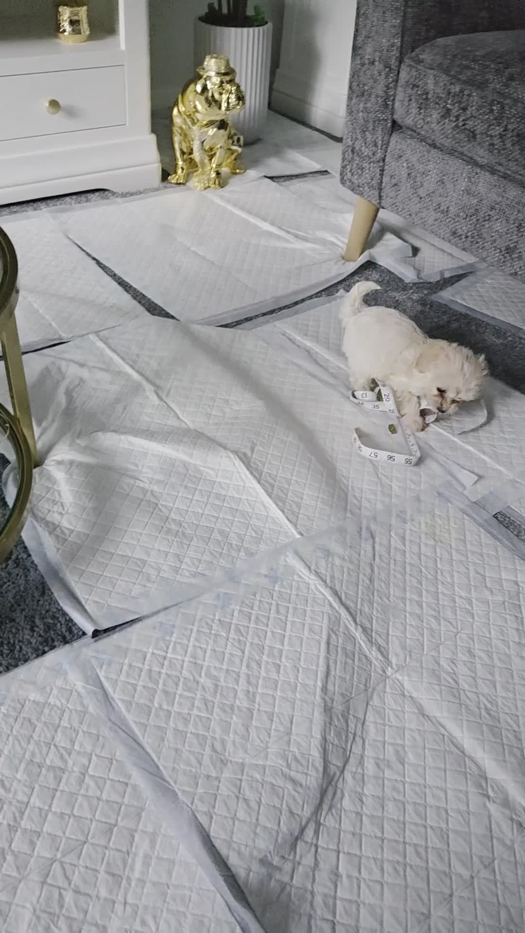 Maltipoo dogs for sale: Maltipoo - Video 1