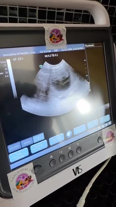 Rhodesian Ridgeback dogs for sale: Exceptional Litter - Ready to Leave 16.06.26 - Video 1