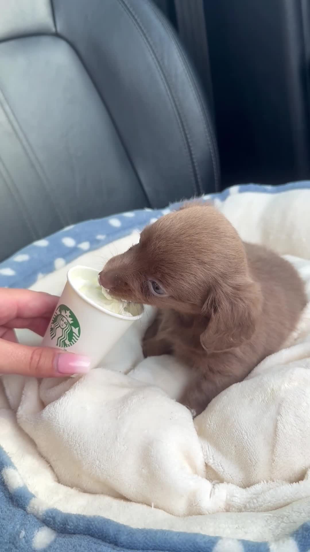 Miniature Dachshund dogs for sale: Last one! miniature long haired dachshund 9 weeks - Video 2