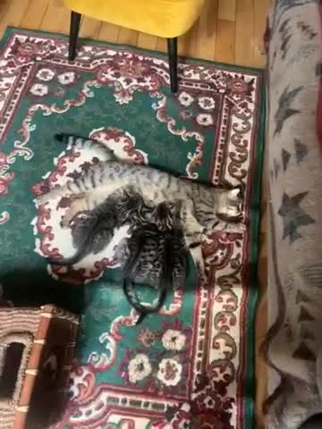 Mixed Breed cats for sale: Kittens - Video 2