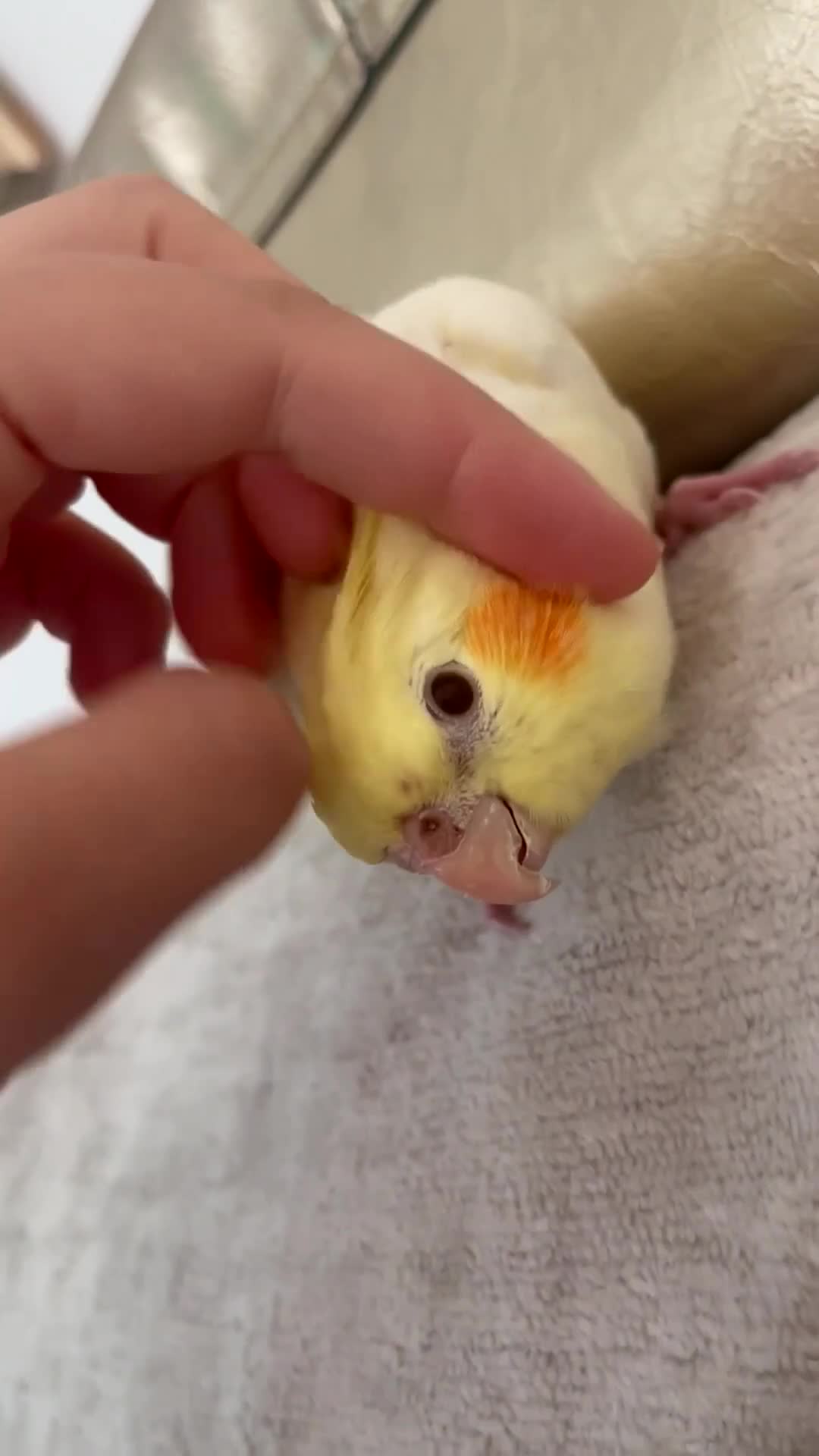 Cockatiels birds for sale: Tamed friendly cockatiel for sale  - Video 2