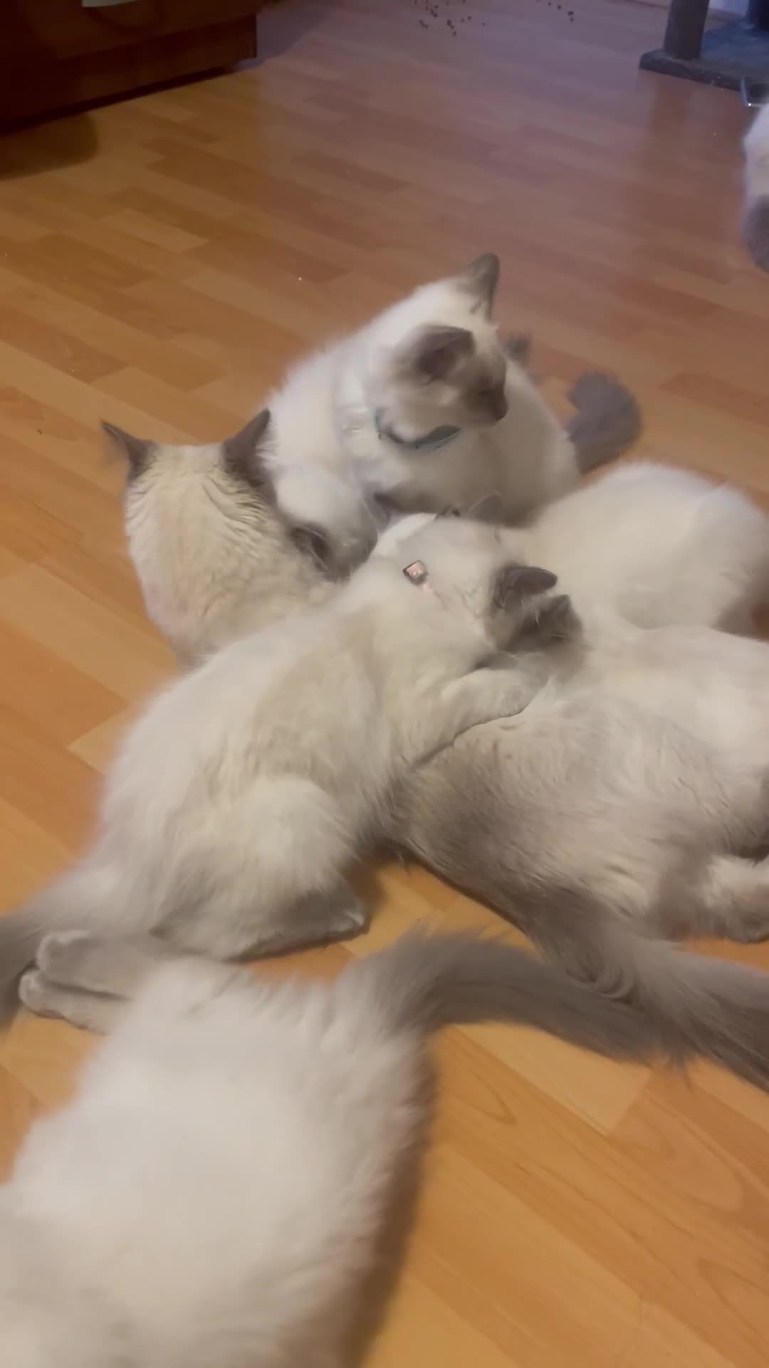 Ragdoll cats for sale:  Ragdoll kittens  - Video 4
